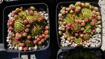 Sempervivum soboliferum - 8cm pot 